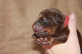 4.jpg (43.37 КБ, Просмотров: 2675) 4.jpg