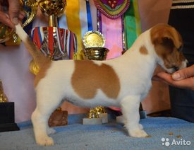 3531077301.jpg (79.52 КБ, Просмотров: 1421) 3531077301.jpg