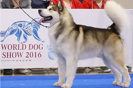 image (3).jpg (63.53 КБ, Просмотров: 1511) image (3).jpg