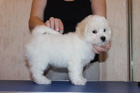 Хорсик стойка 2 мес.jpg (72.17 КБ, Просмотров: 1552) Хорсик стойка 2 мес.jpg