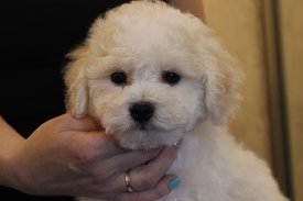 Хорсик в анфас - портрет, 2 мес.jpg (52.96 КБ, Просмотров: 1552) Хорсик в анфас - портрет, 2 мес.jpg