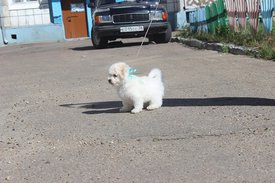 Хорсик 2 мес самая красивая на улице.jpg (98.56 КБ, Просмотров: 1552) Хорсик 2 мес самая красивая на улице.jpg