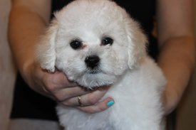 Харита 2 мес анфас - копия.jpg (61.25 КБ, Просмотров: 1552) Харита 2 мес анфас - копия.jpg