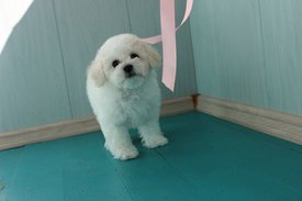 Харита 2 мес с лентой на балконе.jpg (47.9 КБ, Просмотров: 1552) Харита 2 мес с лентой на балконе.jpg