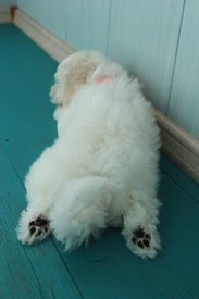 Харита 2 мес пяточки.jpg (130.91 КБ, Просмотров: 1552) Харита 2 мес пяточки.jpg