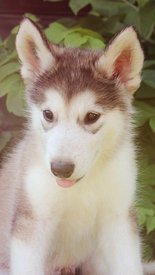 image-0-02-04-f198a1efea3ba8c85aa0fc2654855654b8d71b3acaabc9a22749a075e0e44d01-V.jpg (92.98 КБ, Просмотров: 1474) image-0-02-04-f198a1efea3ba8c85aa0fc2654855654b8d71b3acaabc9a22749a075e0e44d01-V.jpg