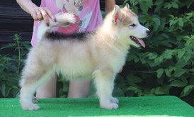 image-0-02-04-414df768c4b360044b1719599d6c8ce6492e280750ace74ce454ccf02e04bfd0-V.jpg (91.6 КБ, Просмотров: 1474) image-0-02-04-414df768c4b360044b1719599d6c8ce6492e280750ace74ce454ccf02e04bfd0-V.jpg