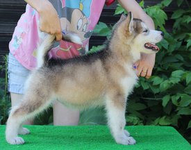 image-0-02-04-0a48fb15bb49e1beb69ab1453e21a78a84f7bf0f4d1b77c75c59ffea26f75cf7-V.jpg (90.41 КБ, Просмотров: 1474) image-0-02-04-0a48fb15bb49e1beb69ab1453e21a78a84f7bf0f4d1b77c75c59ffea26f75cf7-V.jpg