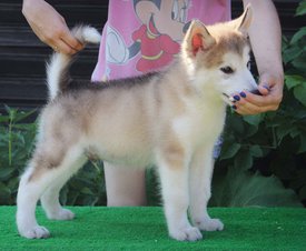 image-0-02-04-4bdbf3e2d46ca23c21229ec06a72846566cb2b713195af7f661105be7ae9951c-V.jpg (96.5 КБ, Просмотров: 1474) image-0-02-04-4bdbf3e2d46ca23c21229ec06a72846566cb2b713195af7f661105be7ae9951c-V.jpg