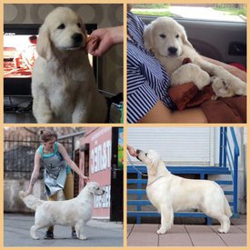 ЩЕНКИ.jpg (72.95 КБ, Просмотров: 1437) ЩЕНКИ.jpg