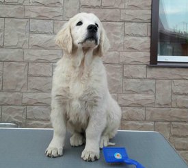 ЩЕНКИ2.jpg (44.64 КБ, Просмотров: 1437) ЩЕНКИ2.jpg