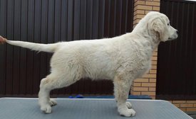 ЩЕНКИ3.jpg (27.86 КБ, Просмотров: 1594) ЩЕНКИ3.jpg