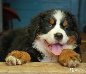 2.jpg (63.02 КБ, Просмотров: 1844) 2.jpg