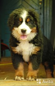 1.jpg (37.81 КБ, Просмотров: 1842) 1.jpg