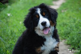 3.jpg (56.94 КБ, Просмотров: 1844) 3.jpg