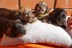 Щенки 1 месяц 4.jpg (465.43 КБ, Просмотров: 2747) Щенки 1 месяц 4.jpg