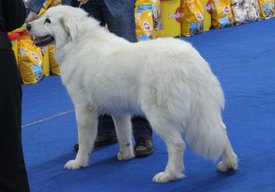 Hof3Ggmbg4U.jpg (126.91 КБ, Просмотров: 1627) Hof3Ggmbg4U.jpg