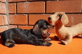 Чудо Века Тошико Шика (Тошка) 1 месяц 2.jpg (34.61 КБ, Просмотров: 2726) Чудо Века Тошико Шика (Тошка) 1 месяц 2.jpg