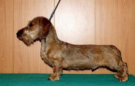 Дюк в стойке.jpg (52.8 КБ, Просмотров: 2726) Дюк в стойке.jpg