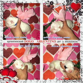 723339_0_p800.png (595.69 КБ, Просмотров: 7808) 723339_0_p800.png