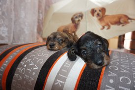 222.jpg (170.26 КБ, Просмотров: 2690) 222.jpg