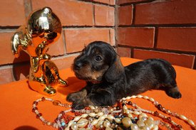 555.jpg (220.7 КБ, Просмотров: 2685) 555.jpg