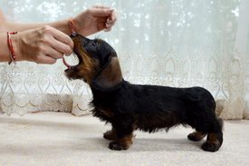 DSC_0266.jpg (73.8 КБ, Просмотров: 2690) DSC_0266.jpg