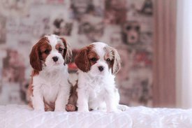 фото 2.jpg (50.6 КБ, Просмотров: 6323) фото 2.jpg