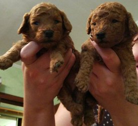 IMG-5d872934c1a9562e1d97e9bf0828f9d1-V.jpg (111.87 КБ, Просмотров: 1636) IMG-5d872934c1a9562e1d97e9bf0828f9d1-V.jpg