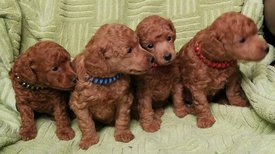 IMG-9c4093db7f543f940f847ac943d98133-V.jpg (114.77 КБ, Просмотров: 1611) IMG-9c4093db7f543f940f847ac943d98133-V.jpg