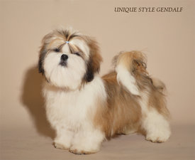 UniquestyleGendalfM.jpg (252.24 КБ, Просмотров: 1406) UniquestyleGendalfM.jpg