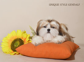 UniquestyleGendalf1M.jpg (251.47 КБ, Просмотров: 1406) UniquestyleGendalf1M.jpg