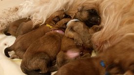 18341887_806108309565843_1342896957974948918_n.jpg (55.45 КБ, Просмотров: 1532) 18341887_806108309565843_1342896957974948918_n.jpg