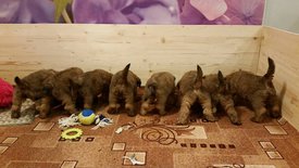 18953084_825009847675689_171951364672458138_n.jpg (71.17 КБ, Просмотров: 1532) 18953084_825009847675689_171951364672458138_n.jpg