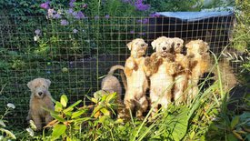 20861586_864283233748350_7392530198685675576_o.jpg (377.07 КБ, Просмотров: 1532) 20861586_864283233748350_7392530198685675576_o.jpg