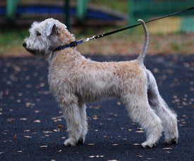 22851787_905585332951473_613918915573448390_n.jpg (116.47 КБ, Просмотров: 1532) 22851787_905585332951473_613918915573448390_n.jpg