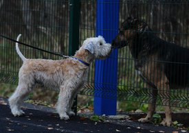 22829641_905585629618110_7114800699497331049_o.jpg (127.16 КБ, Просмотров: 1532) 22829641_905585629618110_7114800699497331049_o.jpg