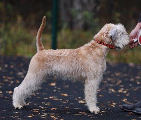 23032545_906158962894110_2804637508129441778_n.jpg (94.02 КБ, Просмотров: 1532) 23032545_906158962894110_2804637508129441778_n.jpg