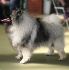 3ORTvxr_Rd_1.jpg (61.56 КБ, Просмотров: 1670) 3ORTvxr_Rd_1.jpg