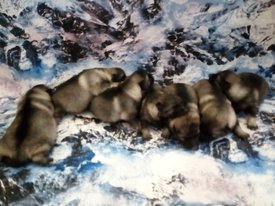 IMG_20171130_154959.jpg (144.92 КБ, Просмотров: 1670) IMG_20171130_154959.jpg