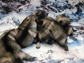 IMG_20171130_155259_.jpg (67.3 КБ, Просмотров: 1670) IMG_20171130_155259_.jpg