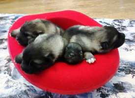 IMG_20171130_155529.jpg (115.45 КБ, Просмотров: 1670) IMG_20171130_155529.jpg