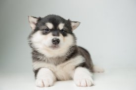 NIK_1707.jpg (112.68 КБ, Просмотров: 1636) NIK_1707.jpg