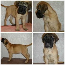 2018-01-07 00.31.05.jpg (648.17 КБ, Просмотров: 2220) 2018-01-07 00.31.05.jpg