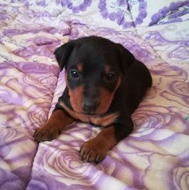 Самурай 1.jpg (40.28 КБ, Просмотров: 2743) Самурай 1.jpg