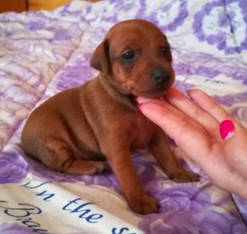 IMG-20180103-WA0006.jpg (35.81 КБ, Просмотров: 2741) IMG-20180103-WA0006.jpg