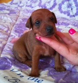 IMG-20180103-WA0007.jpg (36.42 КБ, Просмотров: 2741) IMG-20180103-WA0007.jpg