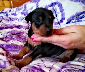 IMG-20180103-WA0008.jpg (52.23 КБ, Просмотров: 2739) IMG-20180103-WA0008.jpg