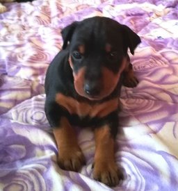 IMG-20180103-WA0009.jpg (39.91 КБ, Просмотров: 2739) IMG-20180103-WA0009.jpg