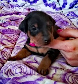 IMG-20180103-WA0011.jpg (64.12 КБ, Просмотров: 2739) IMG-20180103-WA0011.jpg